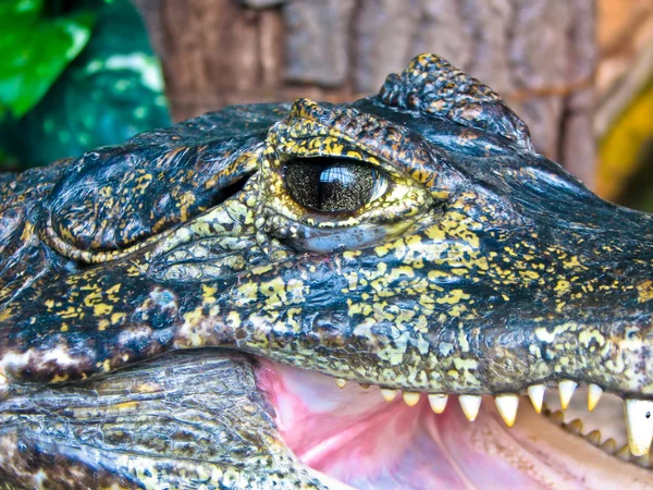 Alligator Stock Image