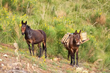 Mule in bushes clipart