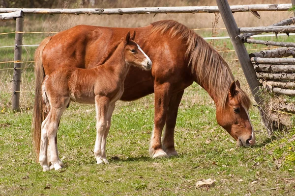 Mare and foal — Stock Photo, Image