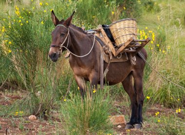 Mule in bushes clipart