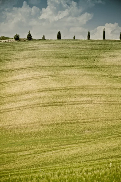 Типовий ландшафт тосканського — стокове фото