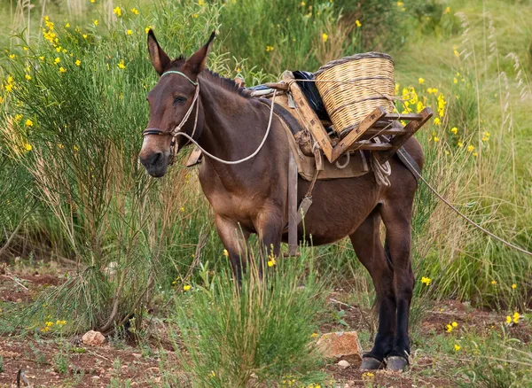 Mule in bushes — Stock Photo, Image