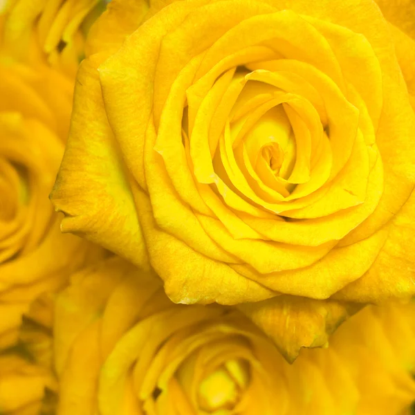 Stock image Rose bouquet