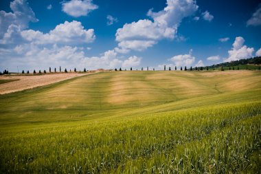 Typical Tuscan landscape clipart