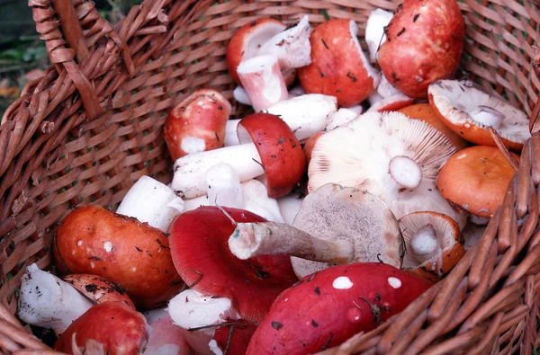 stock image Mushrooms