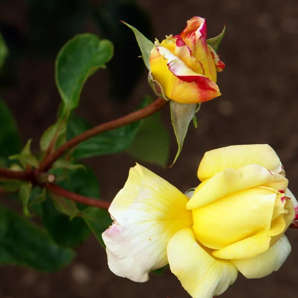 stock image Flowers Roses