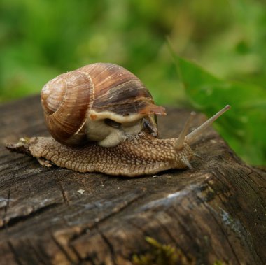 Snail on a mission clipart