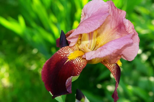 Violett iris blomma — Stockfoto