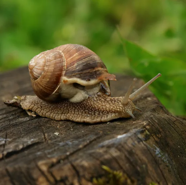 上一个团的蜗牛 — 图库照片