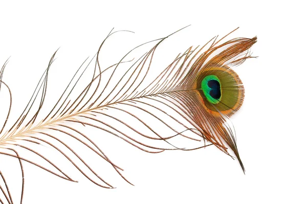 stock image Peacock feather