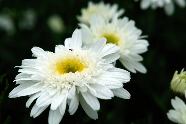 stock image White camomile