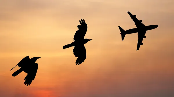 Silhouette oiseau et avion volant noir — Photo