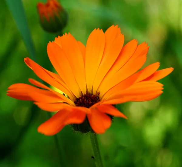 stock image Beautiful flower