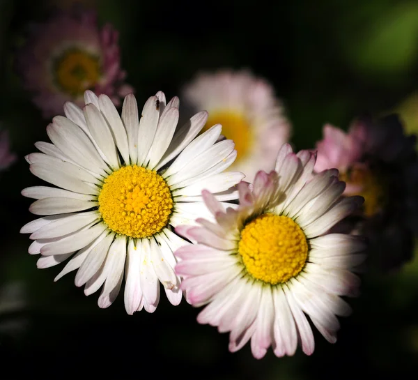 Belle fleur — Photo
