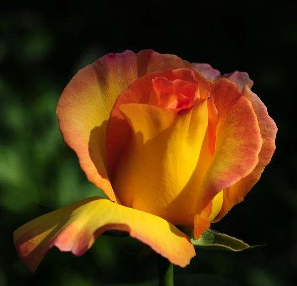 stock image Yellow Rose