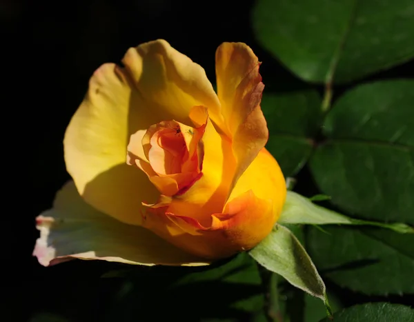 stock image Yellow Rose