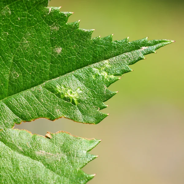 stock image Leaf texture