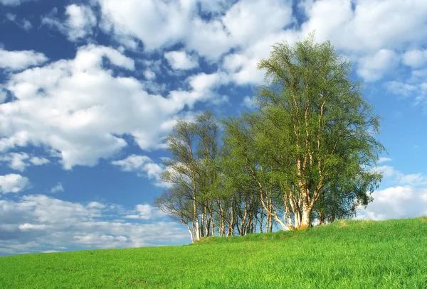 stock image Nice clump of trees, empty background landscape