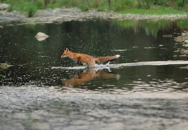 강에 있는 여우를 실행 로열티 프리 스톡 사진