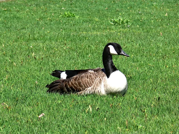 stock image Duck on the grass