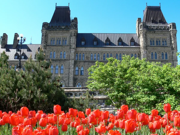 Тюльпаны рядом с парламентом — стоковое фото