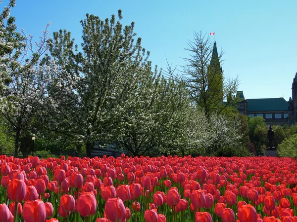 stock image Tulips near parlaiment