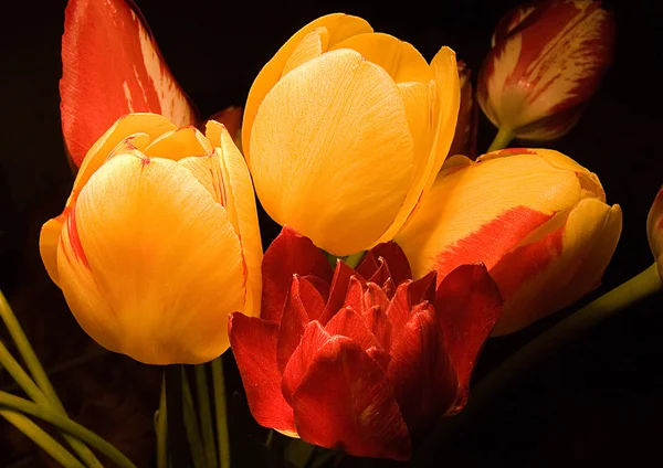 Букет tulip — стокове фото