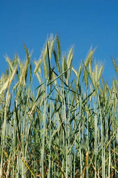 Ett fält av korn. — Stockfoto