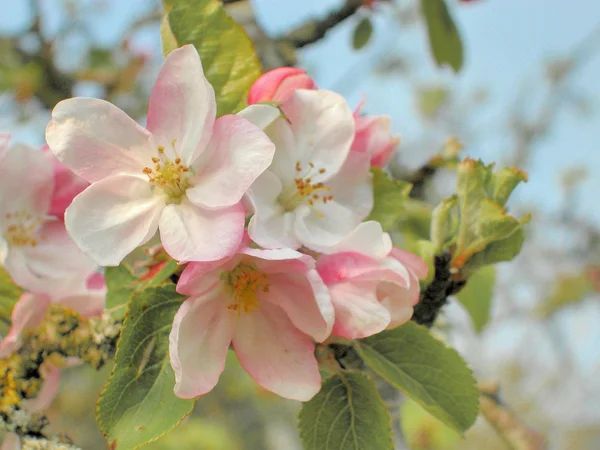 Arbore de mere — Fotografie, imagine de stoc