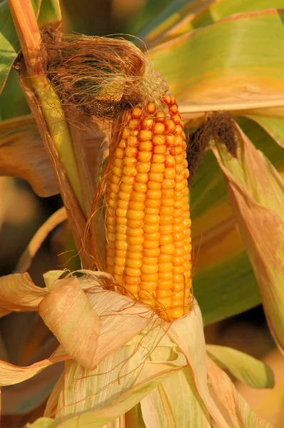 Спелые кукурузы — стоковое фото