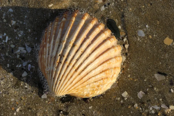 Shell op strand in zand — Stockfoto