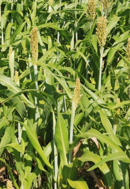 Sorghum crop clipart