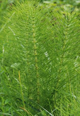 Common Horsetail clipart