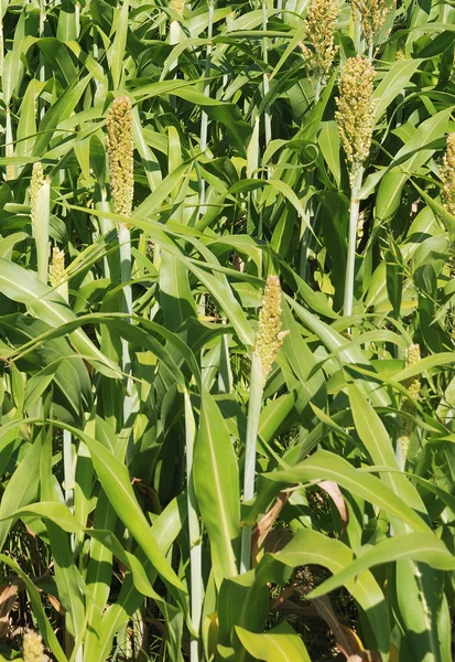 stock image Sorghum crop