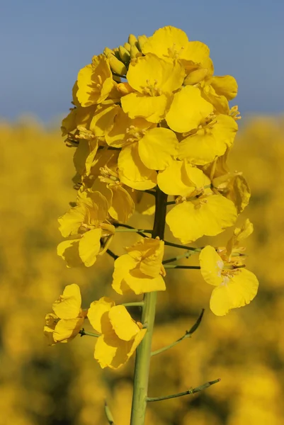 Flor de colza — Fotografia de Stock