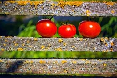 Three ripe tomatoes clipart