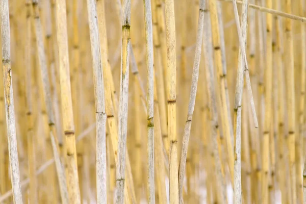 Kreupelhout van riet — Stockfoto