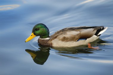 Wild duck on the water clipart