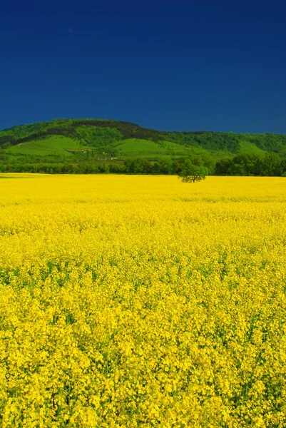 Levande gula raps fält, djupa blå himmel — Stockfoto