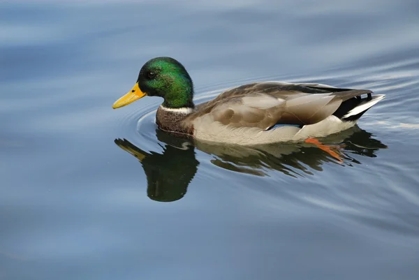 stock image Duck on the water