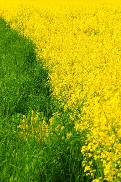 Grama verde fresca e colza amarela vívida — Fotografia de Stock