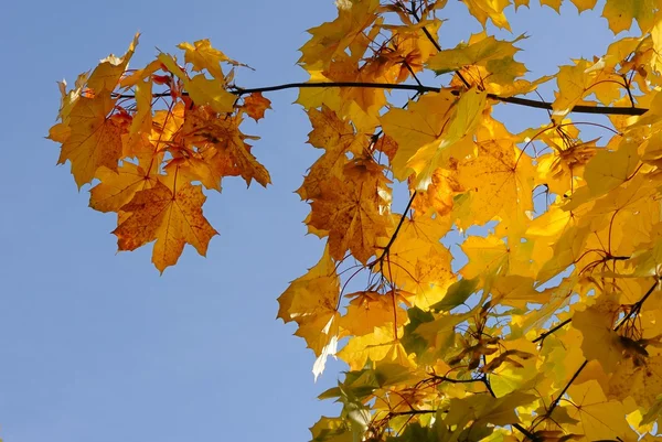 stock image Autumn landscape