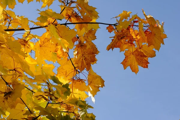 stock image Autumn