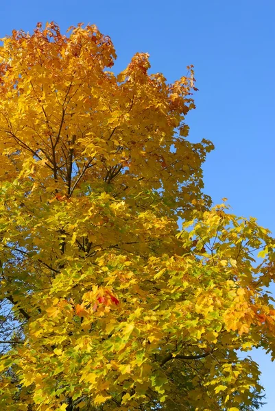 stock image Autumn tree