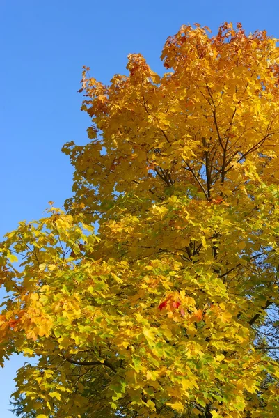 stock image Autumn landscape