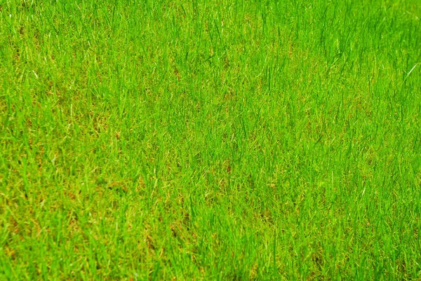 完璧な新鮮な緑の芝生 ストックフォト