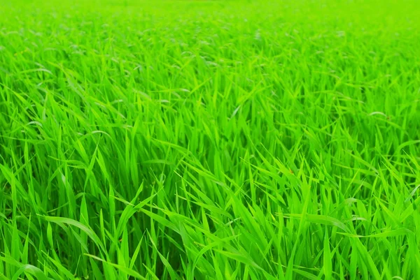 Perfekt färskt grönt gräs Stockbild