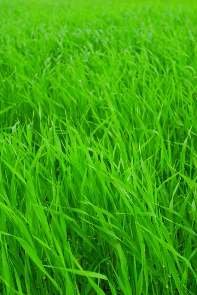Friss zöld fű Stock Kép