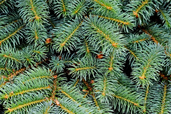 Close up of fir tree Royalty Free Stock Images