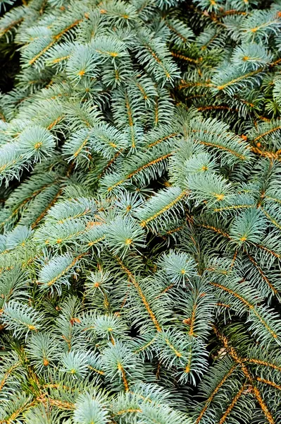 Close-up van dennenboom Stockfoto